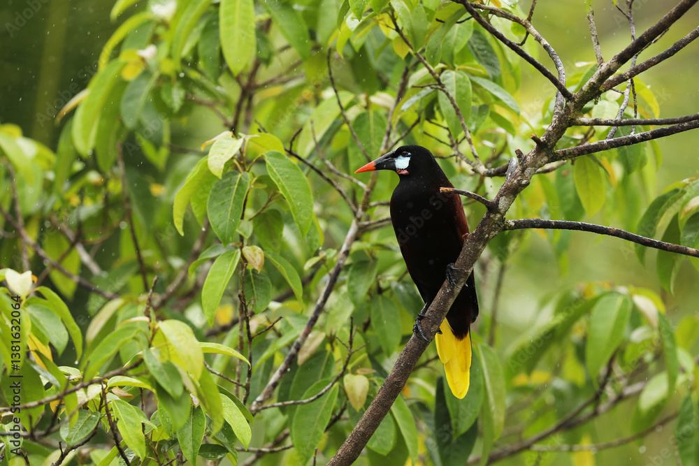 Montezuma Oropendola, Psarocolius montezuma, portrait of bird from Costa Rica. Wildlife scene from tropical nature, Parque nacional Tortuguero