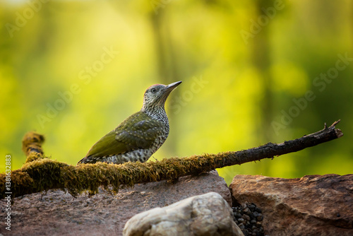Nice bird Green Woodpecker, Picus viridis, sitting on the tree trunk with nice forest backgound, bird in the nature habitat, Czech republic