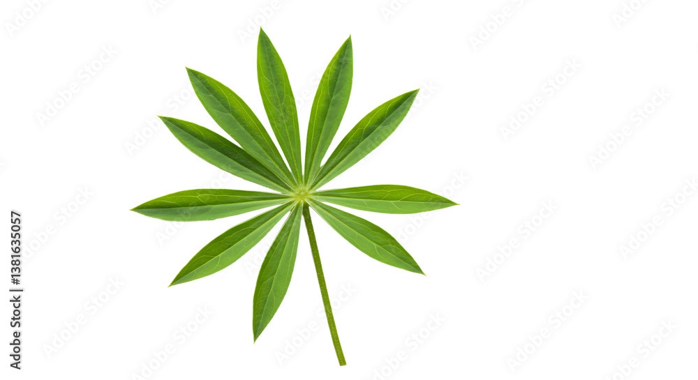 Green Lupine Leaf Isolated on White Background for Botanical Designs Green Lupine Leaf Isolated on White Background for Botanical Designs