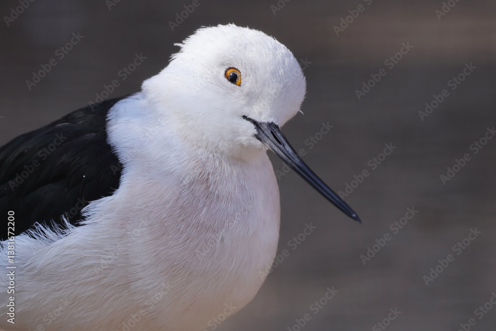 close up of the black-winged stilt (Himantopus himantopus)