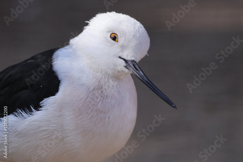 Obraz na płótnie close up of the black-winged stilt (Himantopus himantopus) w salonie