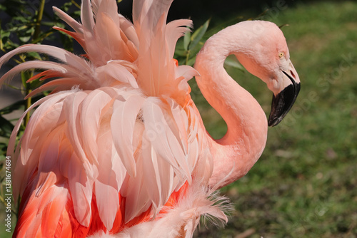 pink flamingo in the zoo