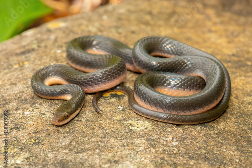 A beautiful common brown water snake (Lycodonomorphus rufulus) at the edge of a small stream in the wild in KwaZulu-Natal, South Africa