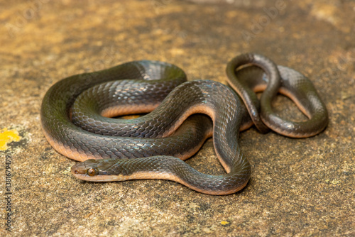 A beautiful common brown water snake (Lycodonomorphus rufulus) at the edge of a small stream in the wild in KwaZulu-Natal, South Africa