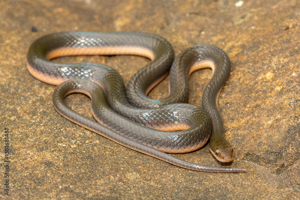 Obraz premium A beautiful common brown water snake (Lycodonomorphus rufulus) at the edge of a small stream in the wild in KwaZulu-Natal, South Africa