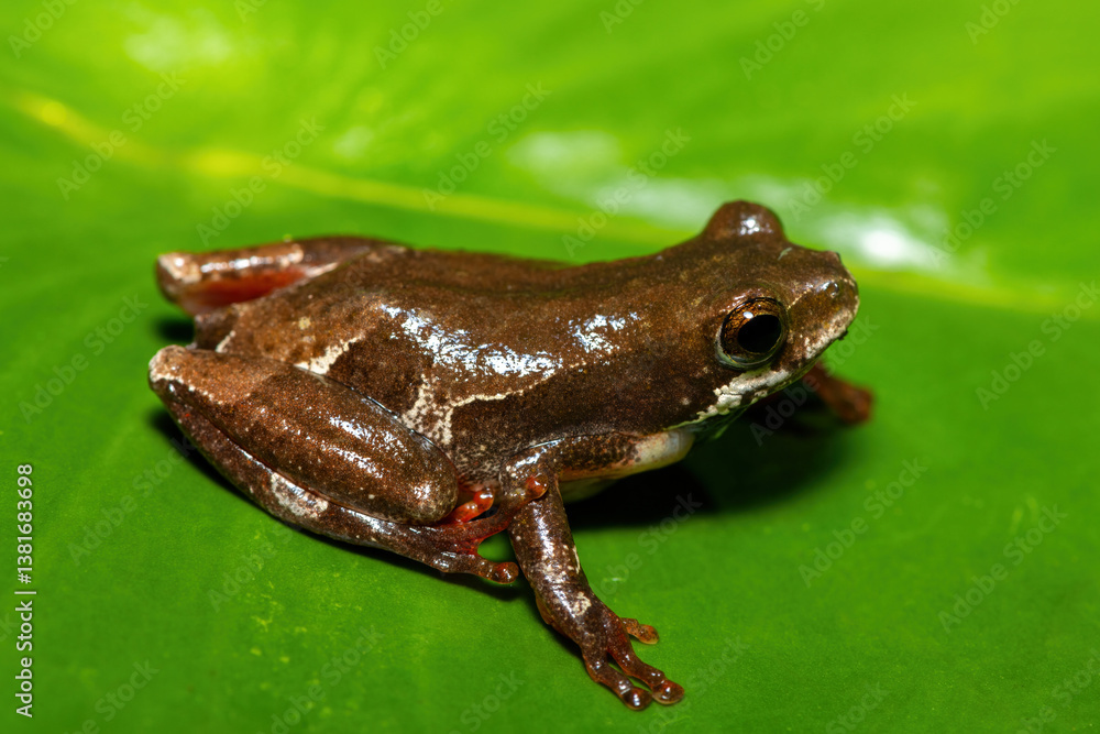 A cute painted reed frog (Hyperolius marmoratus marmoratus), also known as a marbled reed frog, on a water lily on a pond A cute painted reed frog (Hyperolius marmoratus marmoratus), also known as a marbled reed frog, on a water lily on a pond