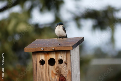 Tree Swallows enjoy the morning in Newport, Oregon