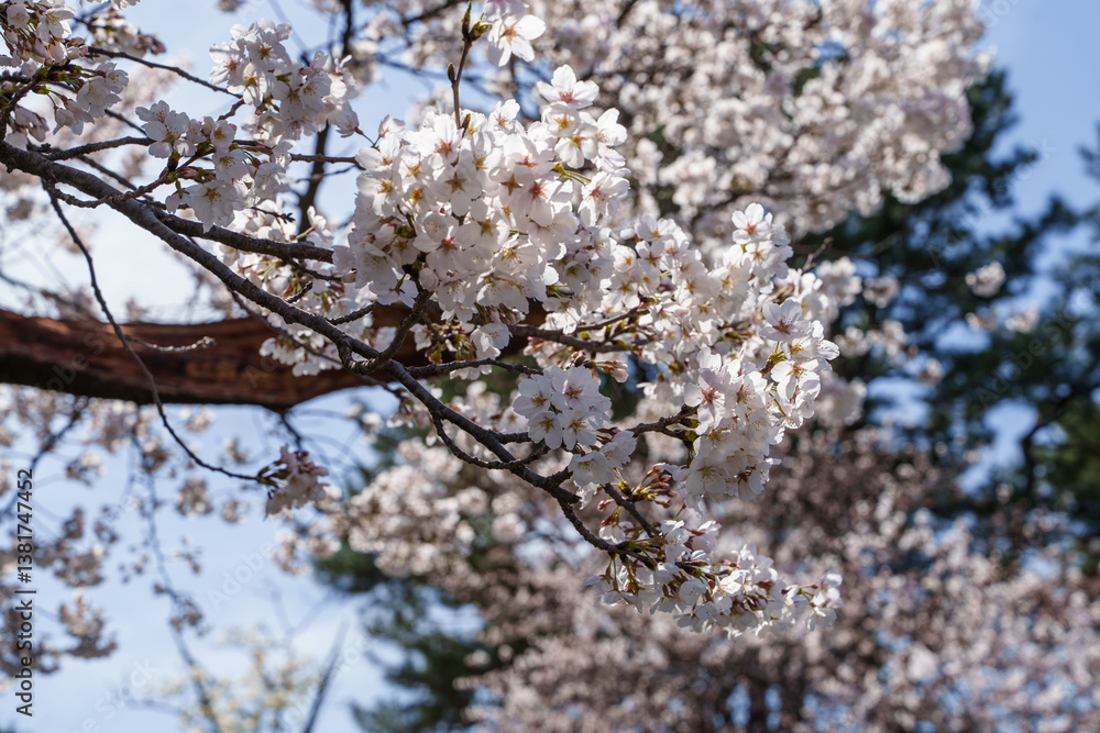 Close-up photo of white cherry blossoms in full bloom in spring from March to April Close-up photo of white cherry blossoms in full bloom in spring from March to April