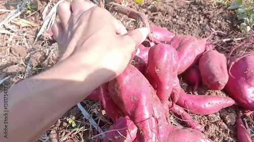 Sweet potato harvesting is done traditionally by Indonesian farmers