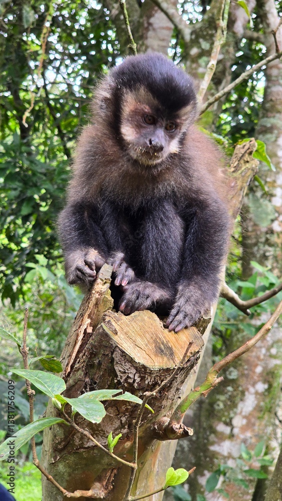 Obraz premium Macaco sentado em cima de um tronco de árvore