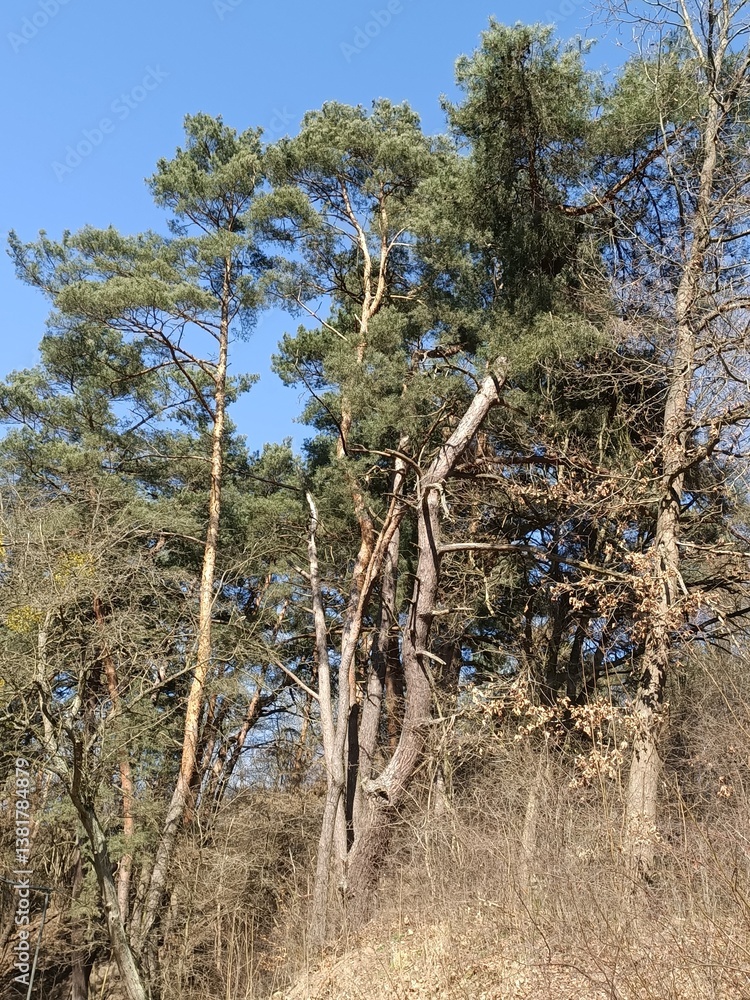 Fototapeta premium tall fir trees, tall trees. Beautiful coniferous forest. Forest area