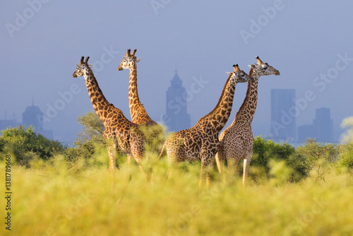 Giraffes and skyscrapers of Nairobi, Nairobi National Park, Kenya