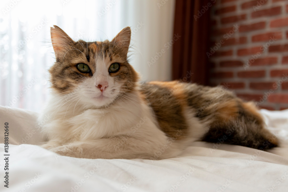 Cute cat laying on floor and watching at camera. Cute cat laying on floor and watching at camera.