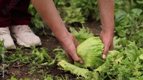 Experienced farmer's weathered hands gently gathering ripe, green lettuce directly from verdant garden plant, showcasing care driven organic produce cultivation