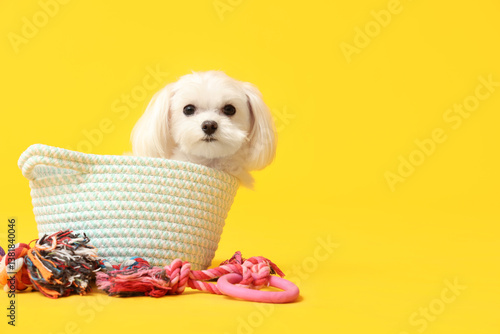 Cute Bolognese dog in braid...