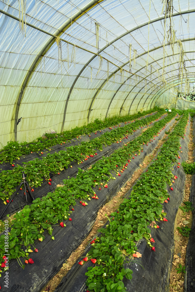 Strawberry field, Rows of fresh strawberries that are grown in greenhouses, Strawberry field with plants before harvest, strawberry plants in fields, Organic strawberry fruits in Jijel Algeria Africa. Strawberry field, Rows of fresh strawberries that are grown in greenhouses, Strawberry field with plants before harvest, strawberry plants in fields, Organic strawberry fruits in Jijel Algeria Africa.