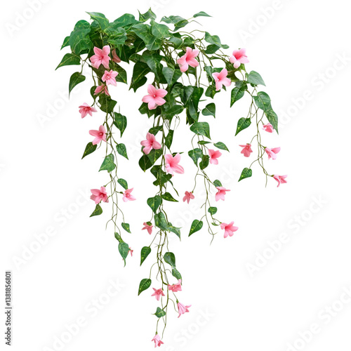 Hanging bush forest vine or ivy liana with beautiful flowers isolated on transparent background