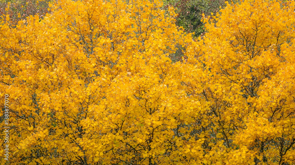 Golden autumn leaves, forest background, nature scenery, fall wallpaper Golden autumn leaves, forest background, nature scenery, fall wallpaper