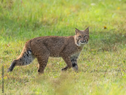 An adult Bobcat walking through short grass and looking at the camera