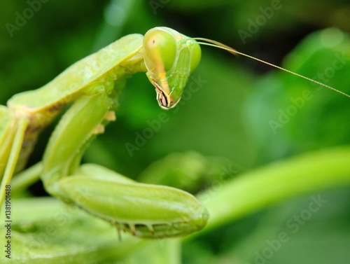European Sentadu Grasshopper is greEuropean Sentadu Grasshopper is green with a background en with a background 