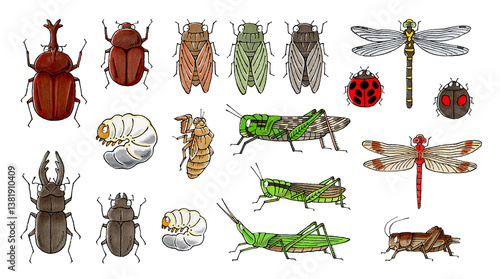 虫セット(カブトムシ、クワガタ、アブラゼミ、ミンミンゼミ、クマゼミ、トノサマバッタ、イナゴ、ショウリョウバッタ、コオロギ、赤トンボ、オニヤンマ、テントウムシ)