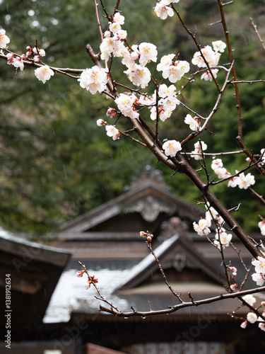 桜と神社