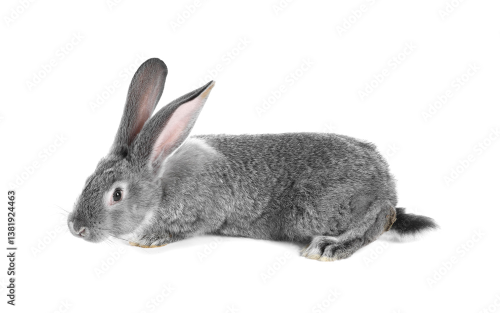 Fluffy grey rabbit on white background. Cute pet Fluffy grey rabbit on white background. Cute pet