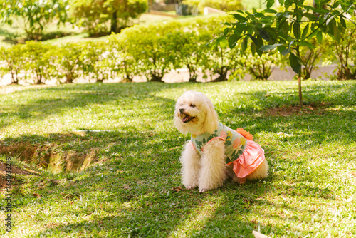 White poodle wearing dress enjoying sunny day at the park