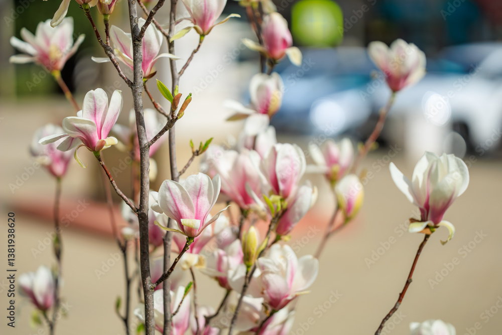 A tree with pink flowers is in front of a car A tree with pink flowers is in front of a car