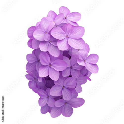 Wallpaper Mural Cluster of Delicate Purple Flowers in Full Bloom Torontodigital.ca