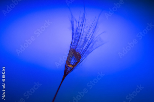 the seed of a dandelion wit...