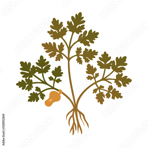Parsley Plant Illustration with Roots and Leaves