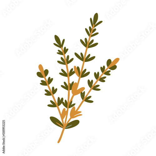 Thyme Sprig Illustration, Thymus Vulgaris Leaves