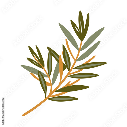 Tea Tree Branch Illustration, Melaleuca Alternifolia