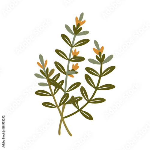Winter Savory Herb Illustration, Satureja Montana