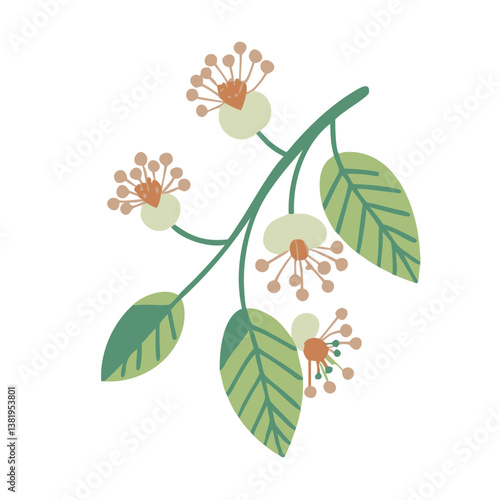 Linden Blossom Branch, Tilia Vulgaris Illustration