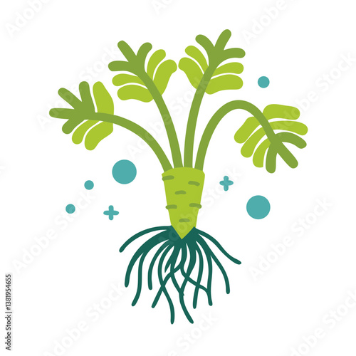 Cypriol Root Illustration, Cyperus Scariosus Vector