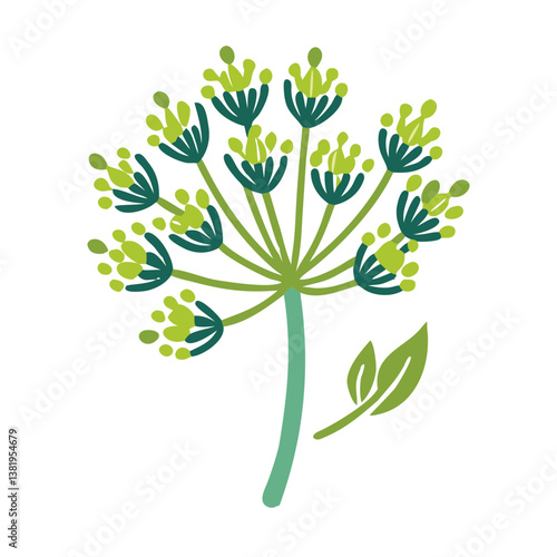 Dill Flower Illustration: Anethum Graveolens Seeds