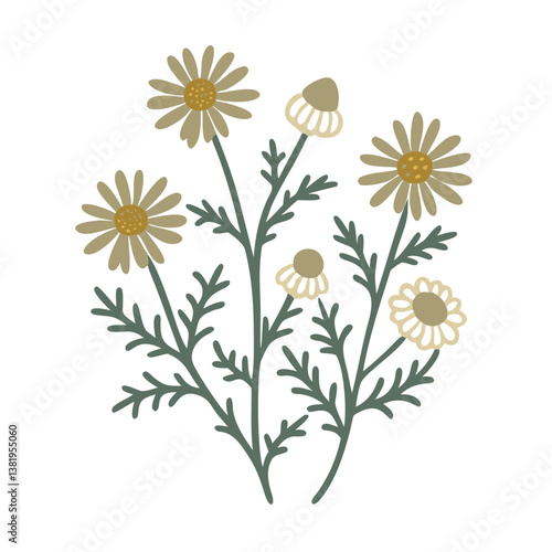 Chamomile Flowers Illustration, Matricaria Chamomilla