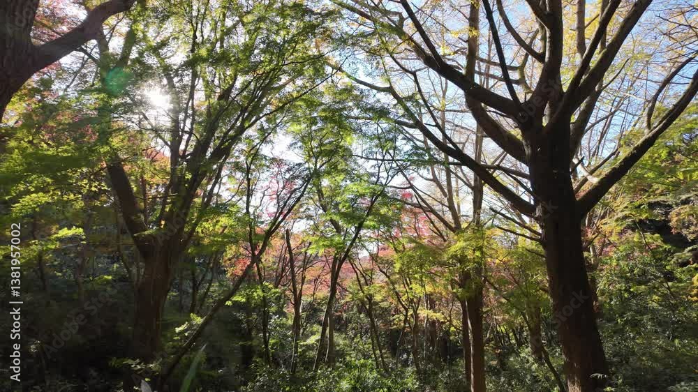 森_紅葉 | 鎌倉 | 獅子舞 森_紅葉 | 鎌倉 | 獅子舞