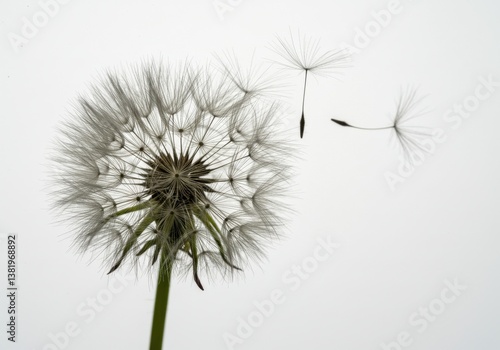 Wallpaper Mural Delicate dandelion seed head wispy Torontodigital.ca