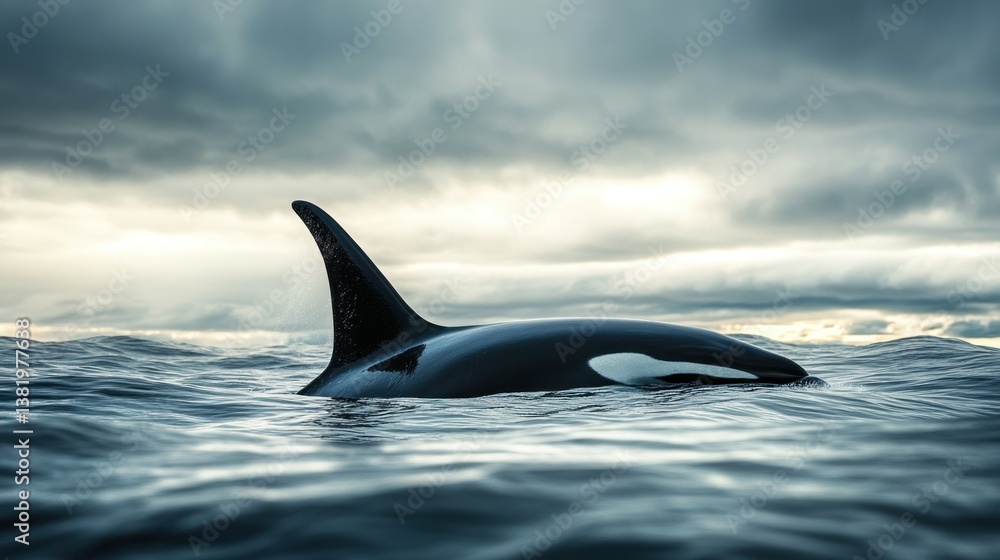 Fototapeta premium The dorsal fin of a killer whale is visible above the waters