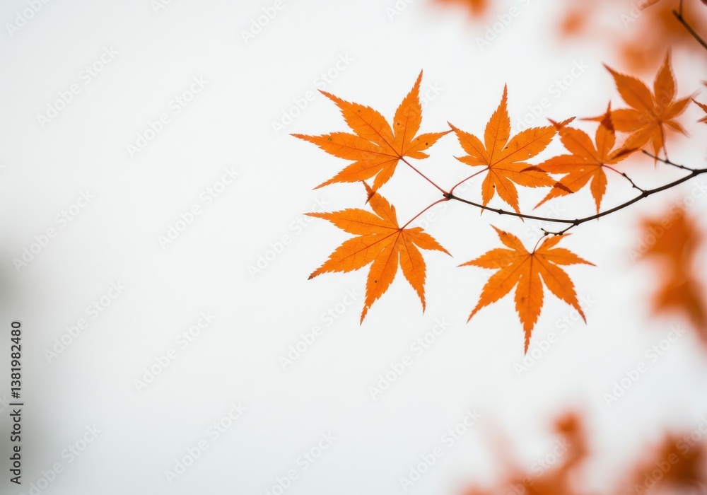 Delicate orange leaves minimalist botanical Delicate orange leaves minimalist botanical