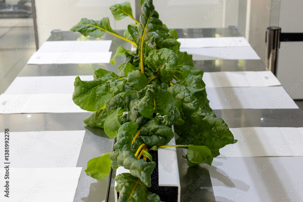 Hydroponics organic vegetable at greenhouse with led light.