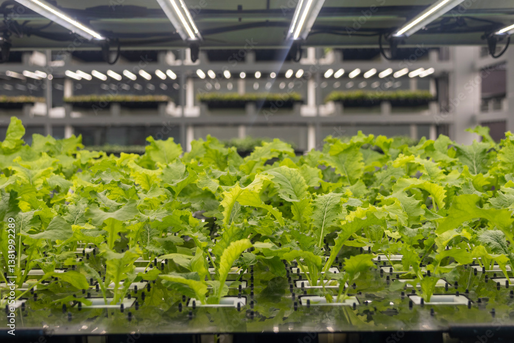 Hydroponics organic vegetable at greenhouse with led light.