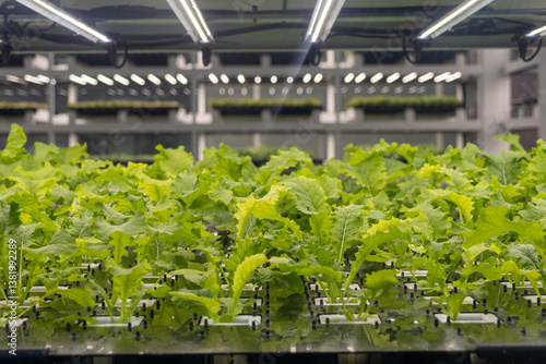 Obraz na płótnie Hydroponics organic vegetable at greenhouse with led light. w salonie
