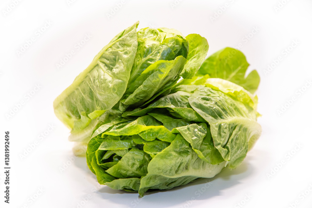 Light mini romaine lettuce