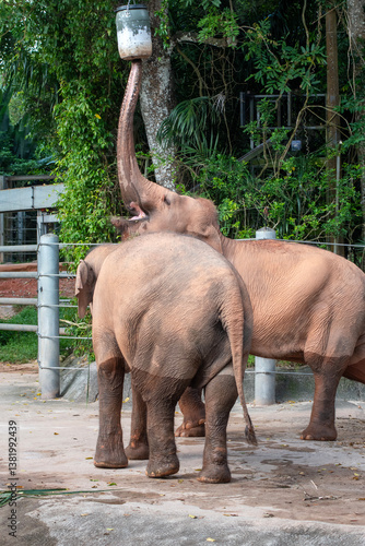 Obraz na płótnie Asian elephant reaching for food from the hanging bucket in Singapore zoo w salonie