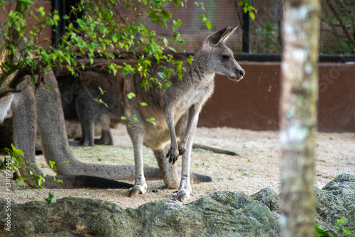 Kangaroo in a zoo in Singapore