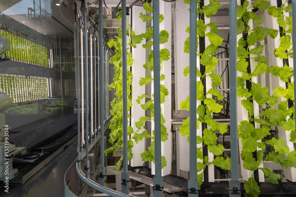 Hydroponics organic vegetable at greenhouse with led light.
